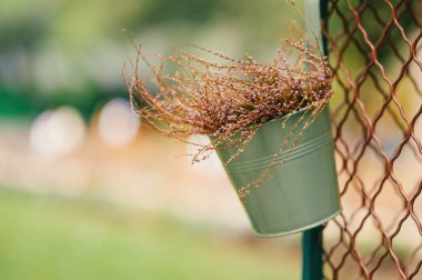 Açık yeşil metal bir tencere yakın çekim bazı lavanta dışarıda asılı cadı.
