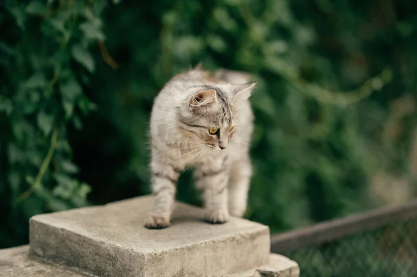Flauschige Graue Kätzchen Spazieren Und Schauen Sommer Auf Beton Freien — Stockfoto