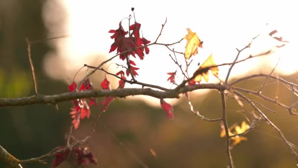 Κοντινό Βίντεο Τελευταία Πολύχρωμα Φύλλα Στο Δέντρο Κατά Διάρκεια Του — Αρχείο Βίντεο