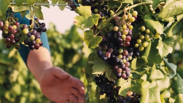 Βίντεο Του Αγρότη Που Φροντίζει Σταφύλια Στην Αυλή Του Κρασιού — Αρχείο Βίντεο