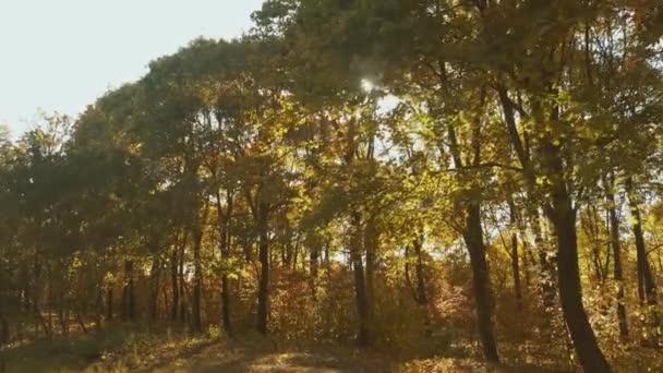 Lassított Felvétel Gyönyörű Színes Őszi Fákról Arany Erdő Naplementekor — Stock videók