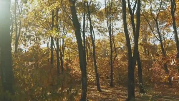 Långsamma Filmer Vackra Och Färgstarka Höstträd Gyllene Skog Vid Solnedgången — Stockvideo