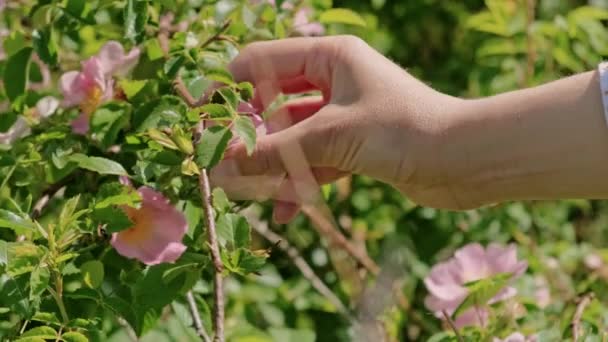 Κοντινό Βίντεο Από Αγρότη Που Συλλέγει Άνθη Τριαντάφυλλου Για Τσάι — Αρχείο Βίντεο