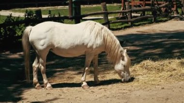 Hayvanat bahçesinde saman yiyen güzel beyaz at.