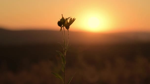 日没時の風の黄色い花のクローズアップ — ストック動画