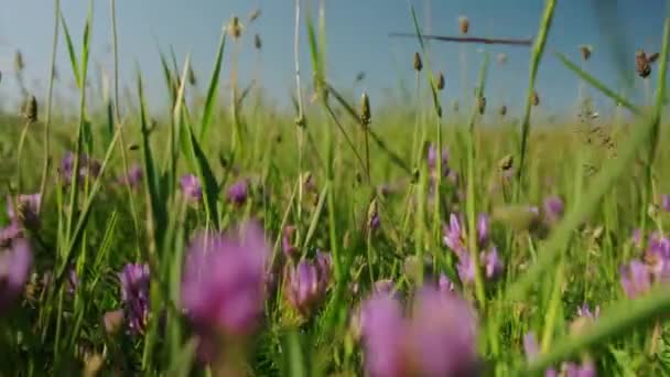 相机的运动镜头 通过草和花 — 图库视频影像