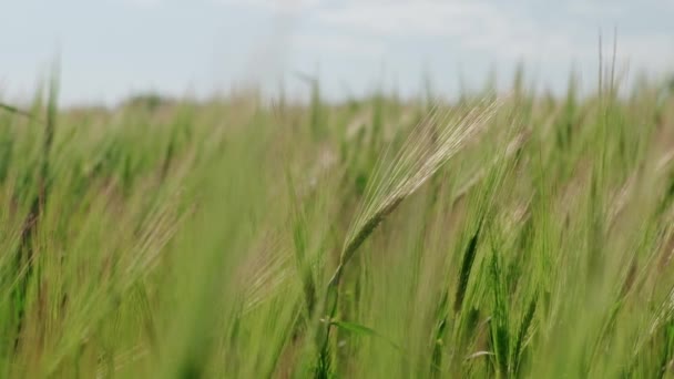 Zavřít Video Pšeničného Pole Letním Období — Stock video