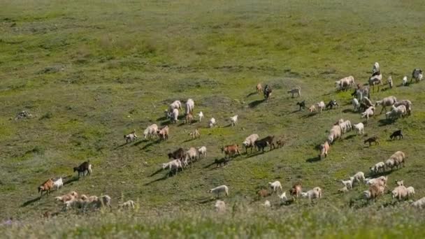 Filmagem Ovinos Andando Área Montanhosa — Vídeo de Stock