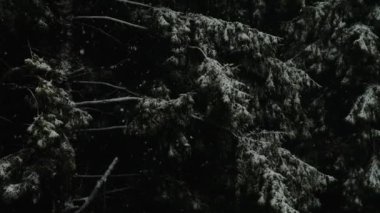 Kozalaklı ormanda kar yağışının yavaş çekim görüntüleri.