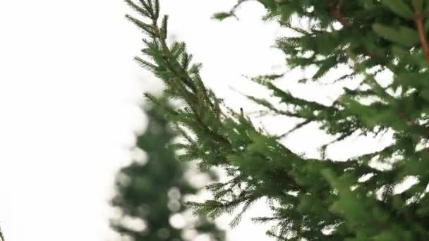 屋外の松の枝の写真を閉じる — ストック動画