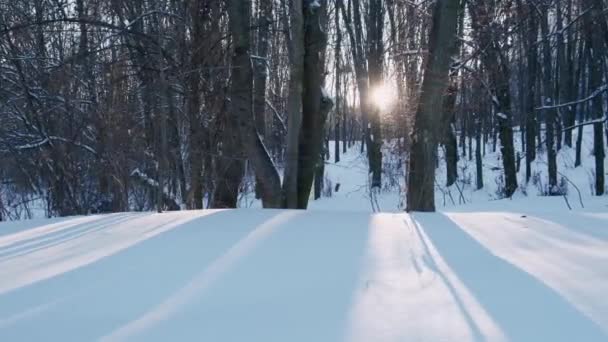 雪の嵐の後の公園の冬の時間の美しい動き映像 — ストック動画
