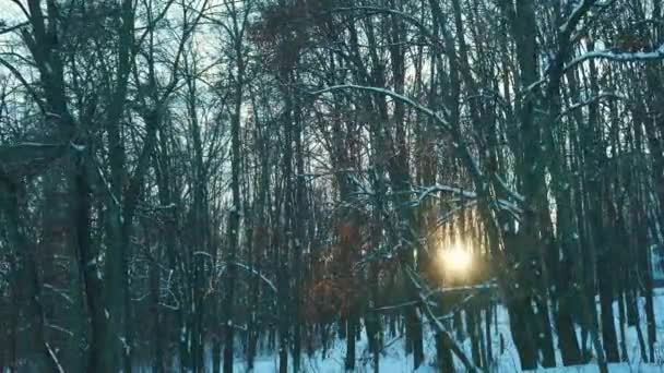 暴风雪过后公园里冬季的美丽镜头 — 图库视频影像
