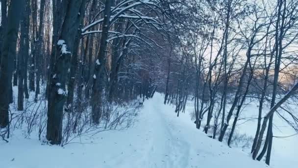 Krásné Záběry Zimního Času Parku Sněhové Bouři — Stock video