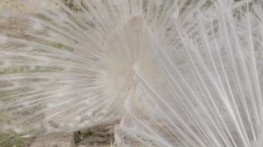 Çiftlik hayvanat bahçesindeki beyaz tavus kuşu videosunu kapat.