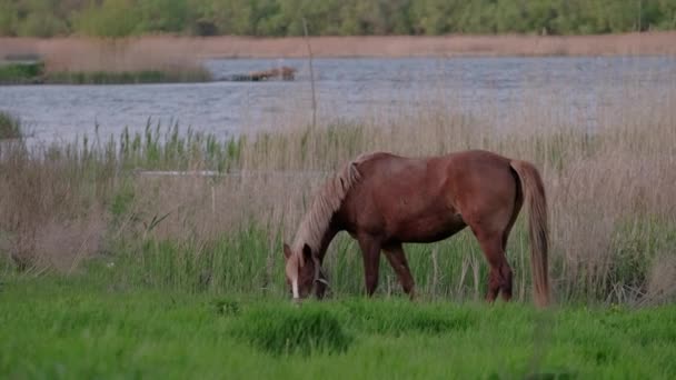 Video Vackra Unga Häst Äter Gräs Nära Floden Sommaren — Stockvideo