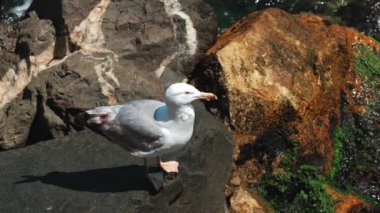 Deniz kenarındaki kayalarda oturan martıların videosunu kapat..