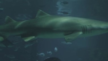 Kamera boyunca yüzen köpekbalığı videolarını kapat..