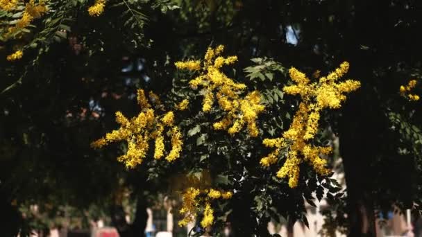 Κοντινό Βίντεο Κίτρινα Λουλούδια Στο Δέντρο Στη Βουδαπέστη Κατά Διάρκεια — Αρχείο Βίντεο