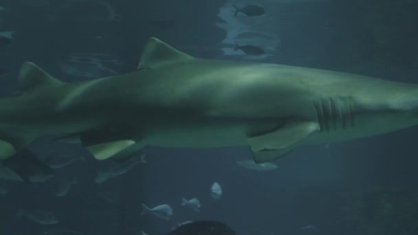 Primer Plano Vídeo Tiburones Grandes Nada Largo Cámara — Vídeo de stock