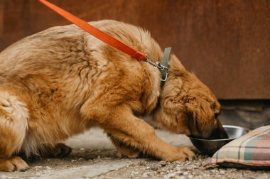 Evlatlık almaya hazırlanan başıboş, güzel bir köpek yavrusunun açık havada çekilmiş görüntüsü..