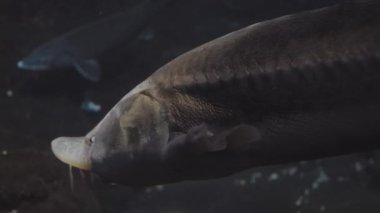 Büyük balığın akvaryumda suyun altında yüzdüğü videoyu kapat..