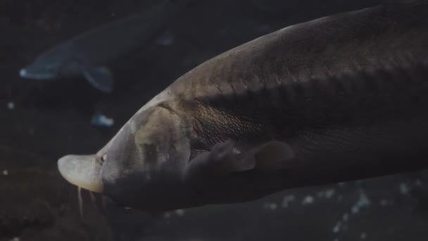 Close Video Van Grote Vissen Zwemmen Onder Water Aquarium — Stockvideo
