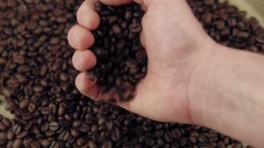 Barista taze kavrulmuş kahve çekirdeğinin kalitesini kontrol ediyor..