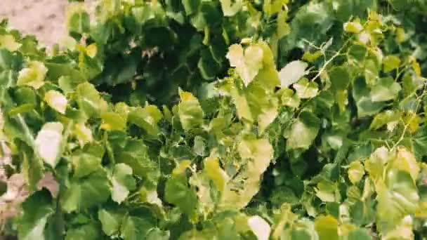 夏の間にブドウが付いている美しいブドウ園の映像 — ストック動画