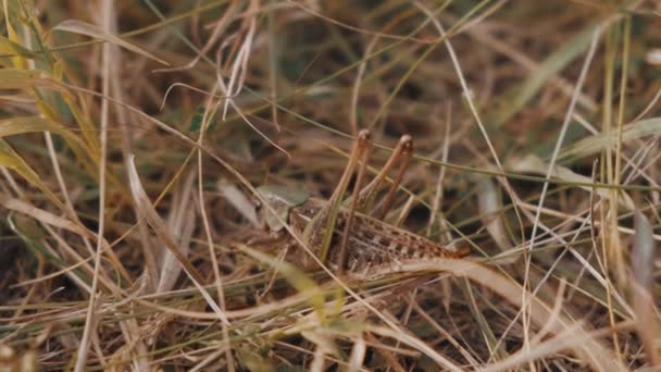 Close Video Single Locust Hiding Grass — Stock Video