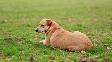 Parktaki çimlerin üzerinde yatan sokak köpeği görüntüsü.