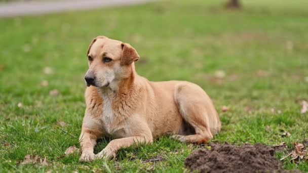 Кадри Вуличної Безпритульної Собаки Лежить Траві Парку — стокове відео