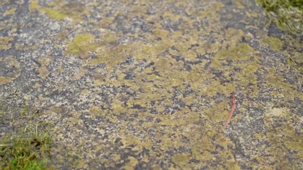 湿地纹理的近景运动视频 — 图库视频影像