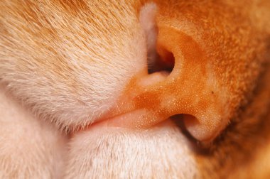 Close up macro shot of the muzzle of an orange with white cat or nose and mouth. clipart