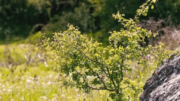 Zamknij Film Zielonym Drzewem Wzgórzach Okresie Letnim — Wideo stockowe