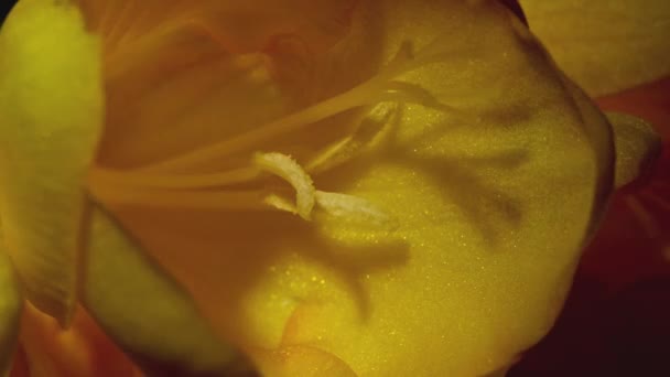 Закрыть Макросъемку Красивых Желтых Лепестков Цветке — стоковое видео