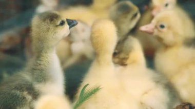 Çiftlikteki küçük şirin sarı ördeklerin videosunu kapat..