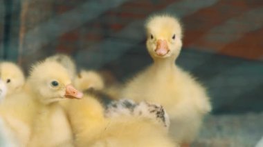 Çiftlikteki küçük şirin sarı ördeklerin videosunu kapat..