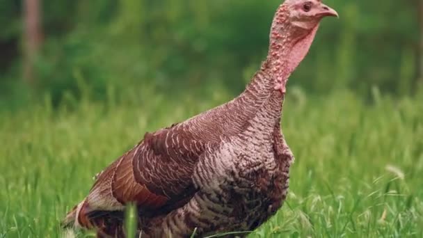 Hermoso Pájaro Pavo Macho Caminando Sobre Hierba Verde Granja — Vídeos de Stock