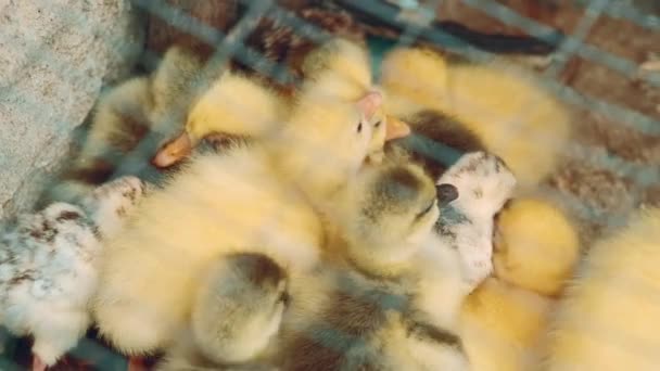 Закрыть Видео Ферме Милых Маленьких Цыплят Маленьких Уток — стоковое видео
