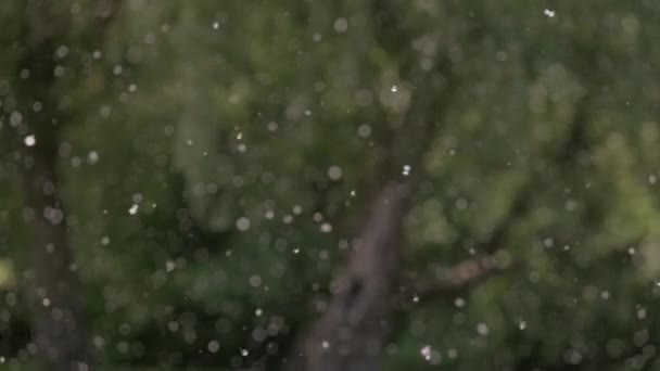 Розмитий Фон Зелених Дерев Білих Пухнастих Речей — стокове відео