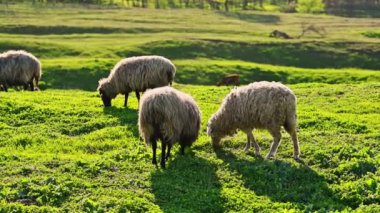 Koyun ve kuzunun kırsal atmosferdeki yeşil arazide ot yediği manzarayı kapatın..