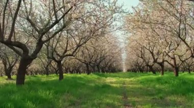Bahar zamanı çiçek açan badem ağaçlarının güzel bahçesinin sinema videosu..