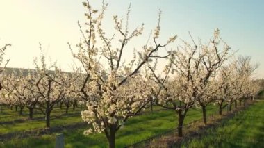 Baharda çiçek açan ağaçlı güzel meyve bahçesinin hareketli görüntüleri..