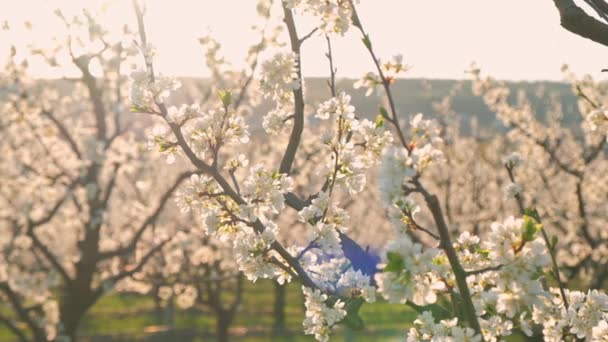 Imágenes Movimiento Hermoso Huerto Con Árboles Flor Día Primavera Clip De Vídeo