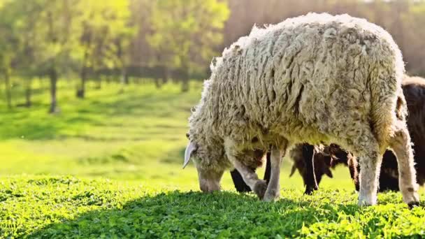 Nahaufnahme Von Vielen Schafen Die Während Des Sonnenuntergangs Gras Auf — Stockvideo