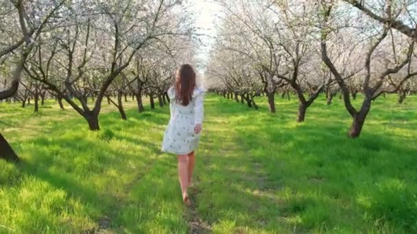 Vídeo Movimiento Una Joven Vestido Blanco Caminando Hermoso Huerto Almendras Clip De Vídeo