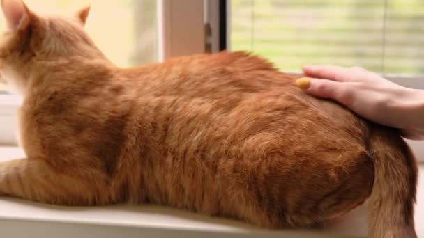 Zbliżenie Wideo Kobiety Strony Pieszczoty Pomarańczowy Kot Wewnątrz — Wideo stockowe