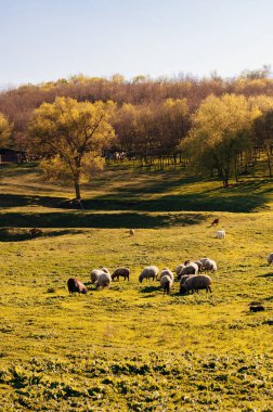 Güneşin altında otlayan koyunlarla güzel bahar manzarası dikey çekim.
