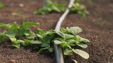 Patates fabrikası için bahçedeki su damlatma sistemini kapat.