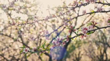 Badem Bahçesi 'nin baharda gün batımında açtığı çiçek videosunu kapat..